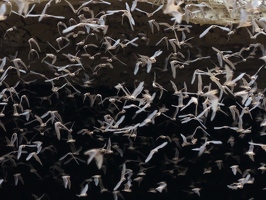 Bats in cave mouth